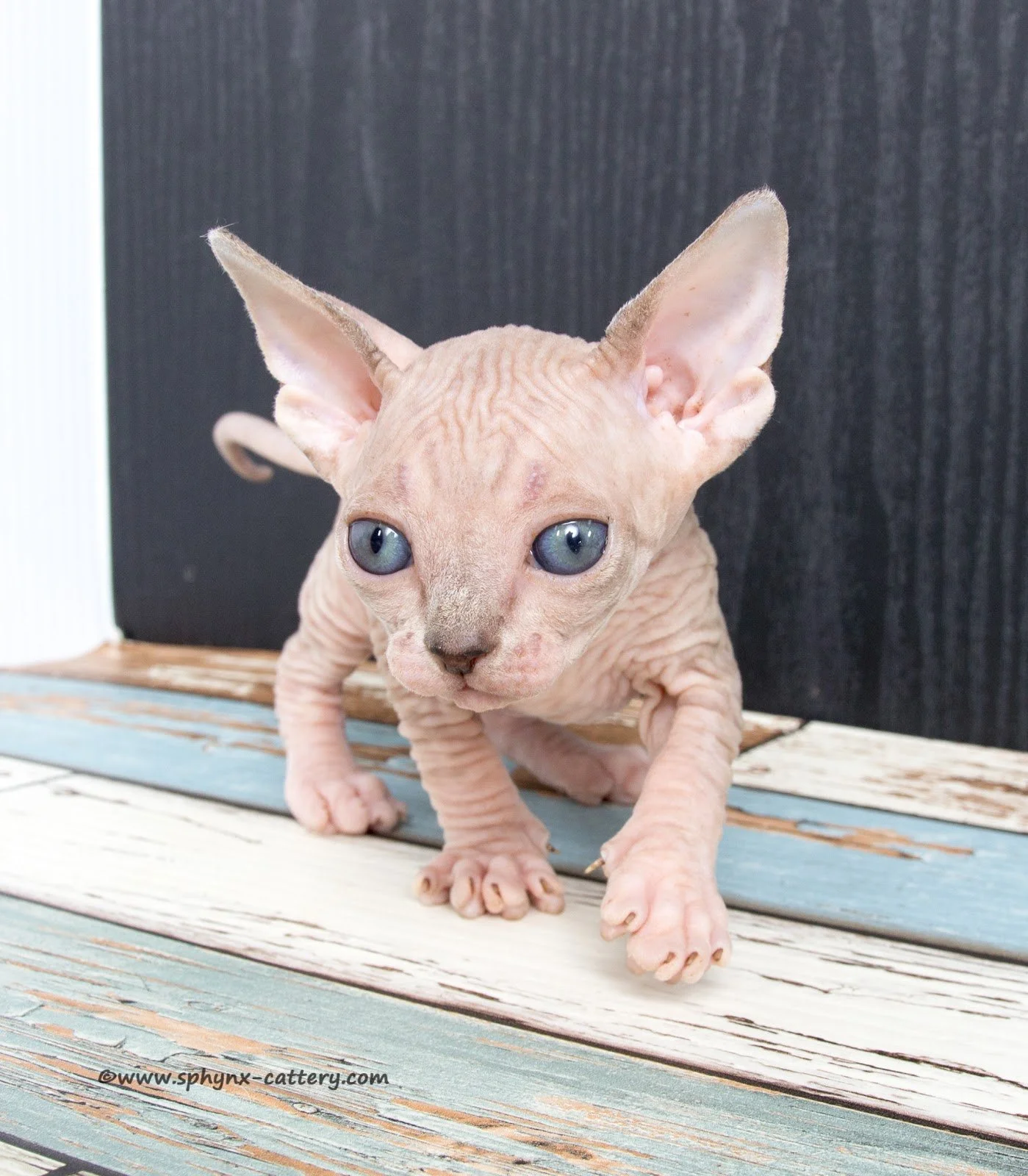 ChocoMinkTabby2.jpg