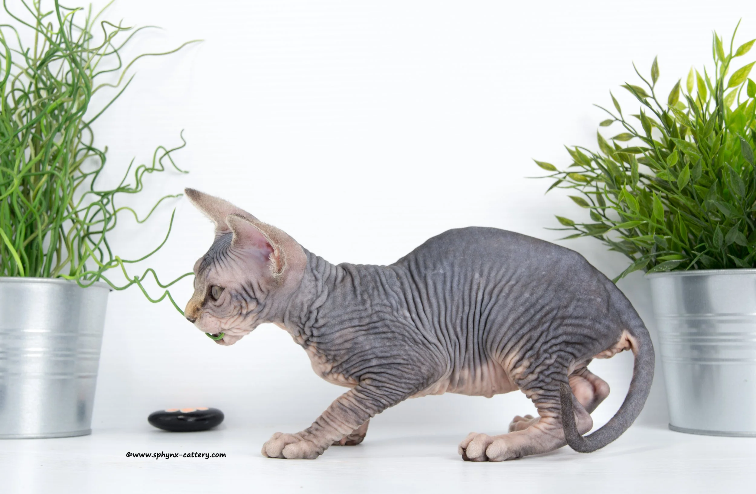 **SOLD**Silver Classic Tabby Female-Born: 6-2-26