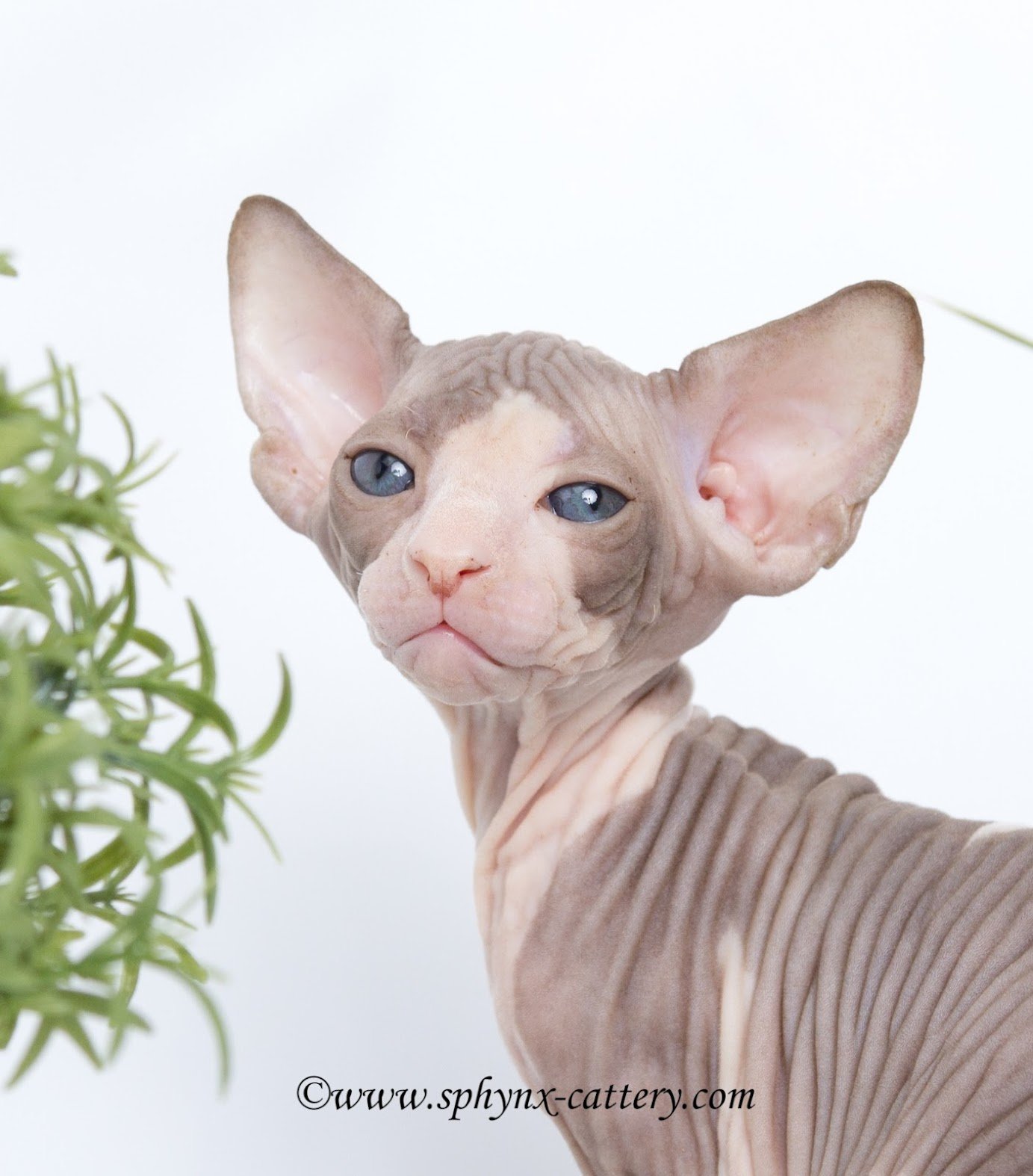 Close-up of a hairless Sphynx cat with blue eyes, wearing a beige ribbed sweater, standing next to a green plant with a white background.