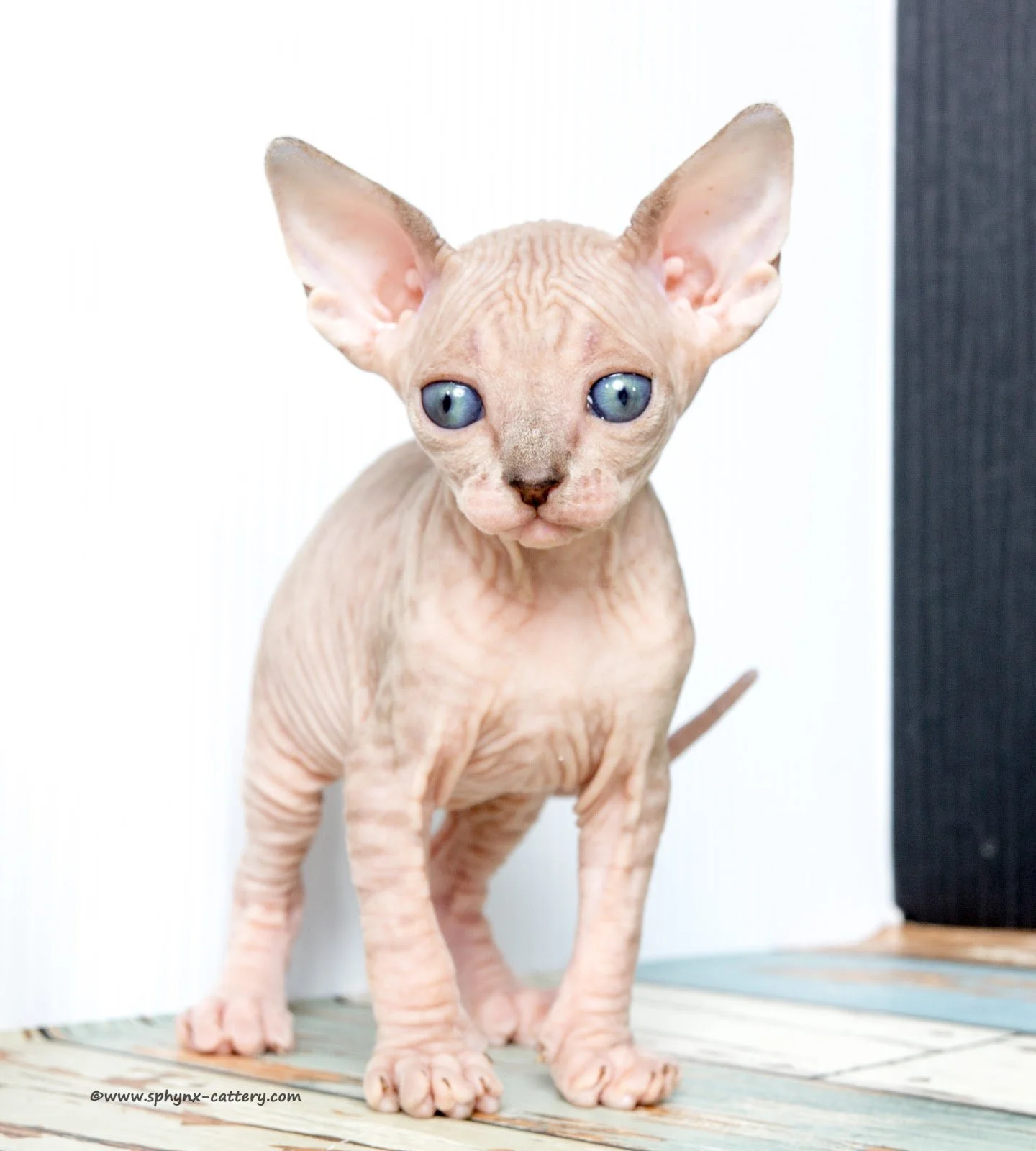 ChocoMinkTabby12.jpg
