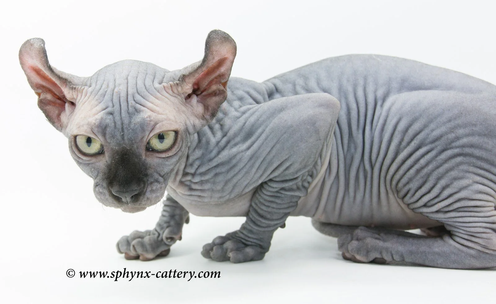 A hairless Sphynx cat with large ears and green eyes, lying on a white surface.
