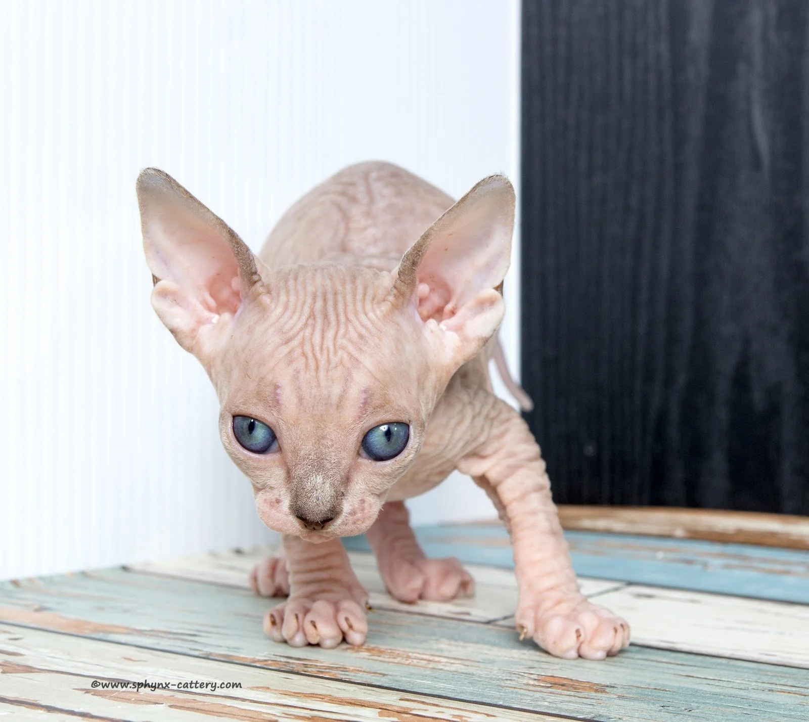 ChocoMinkTabby15.jpg