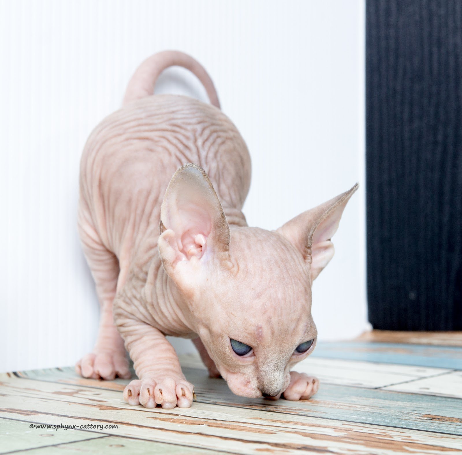 ChocoMinkTabby10.jpg