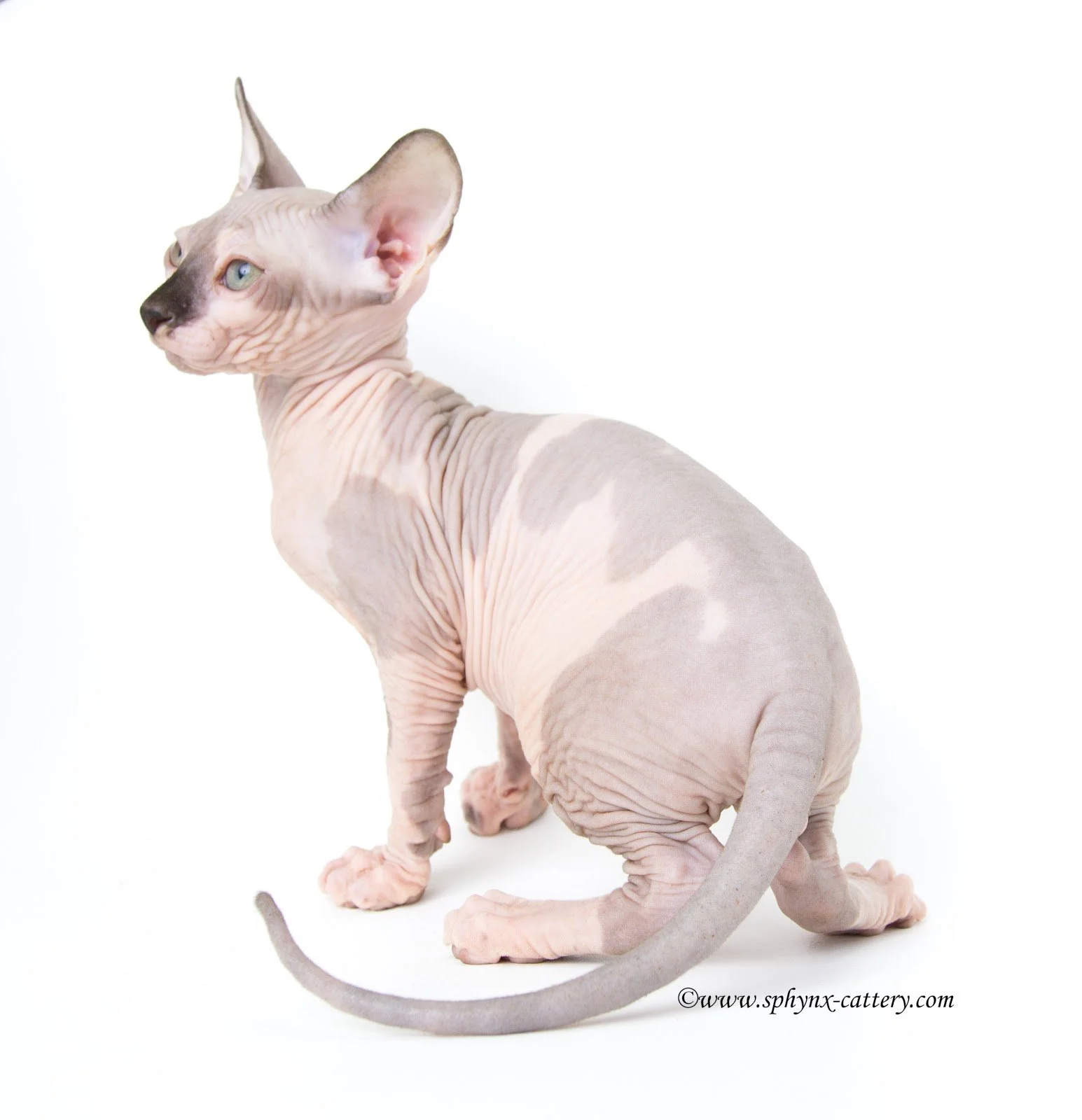 A hairless Sphynx cat with large ears and green eyes sitting against a plain white background.