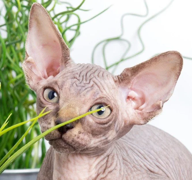 A sphynx cat with large ears and wrinkled skin, sitting among green plants.