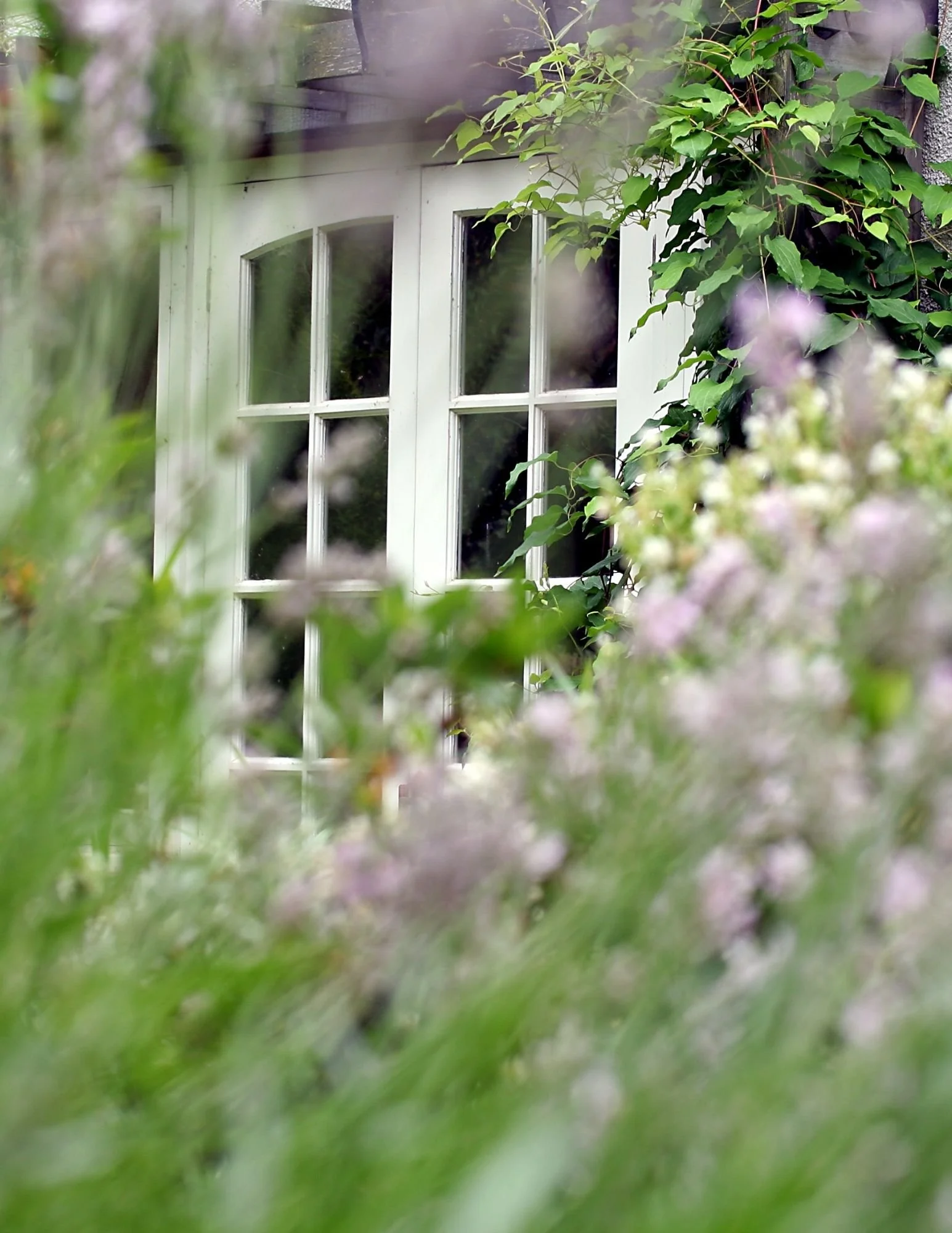 A white-framed window with multiple panes partially hidden by green leaves and pinkish-purple flowers in the foreground.