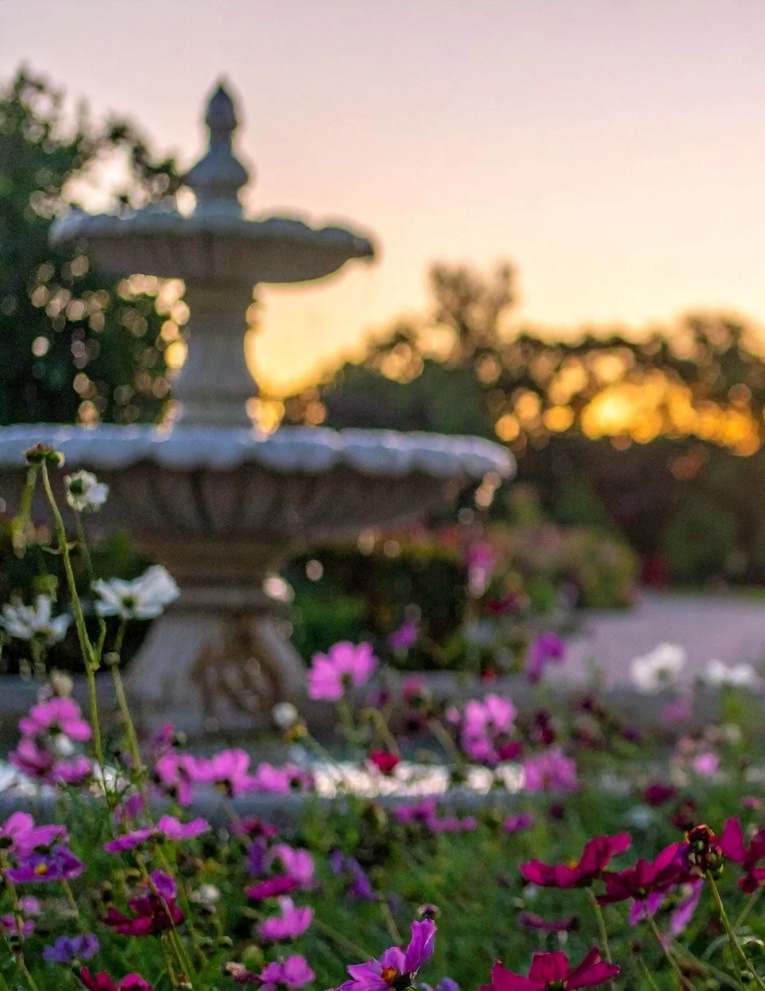 Blurred image of a garden fountain with a sunset sky and trees in the background, surrounded by pink, purple, and white flowers.
