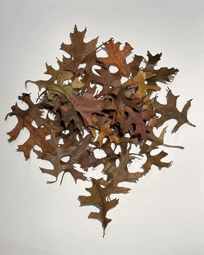 Clocking in at the leaf factory (additional image)