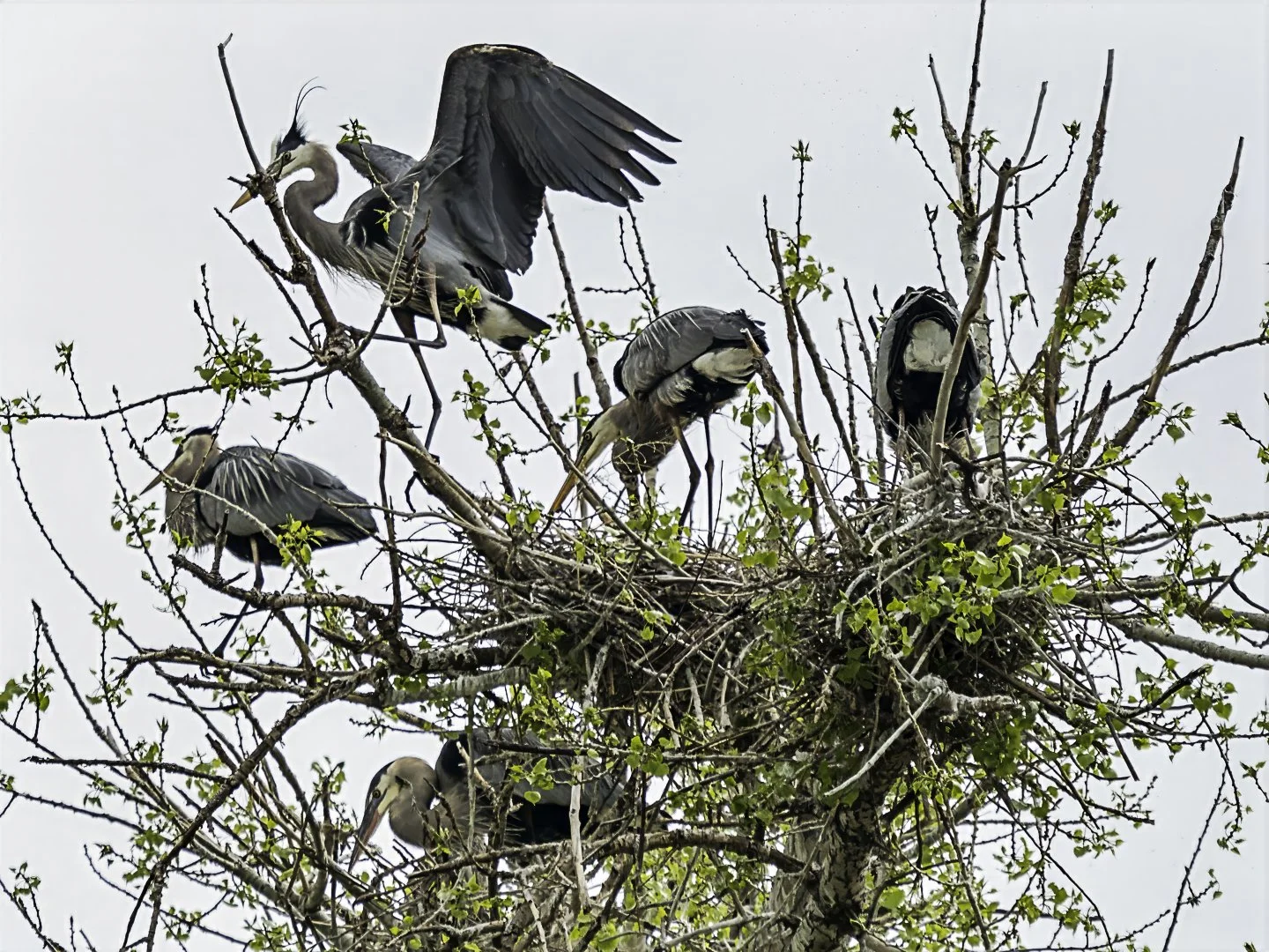 Great Blue Heron rookery, Fort Collins (2024)
