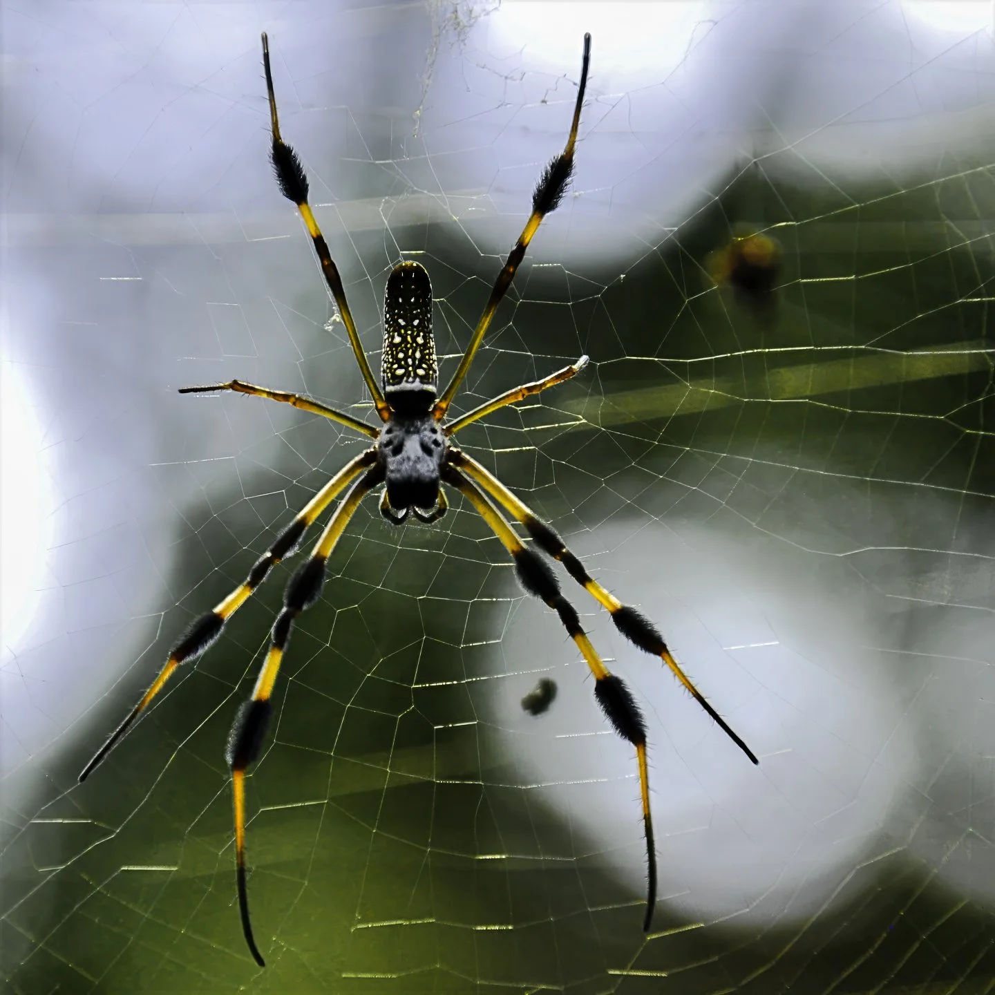 Spider (2011)