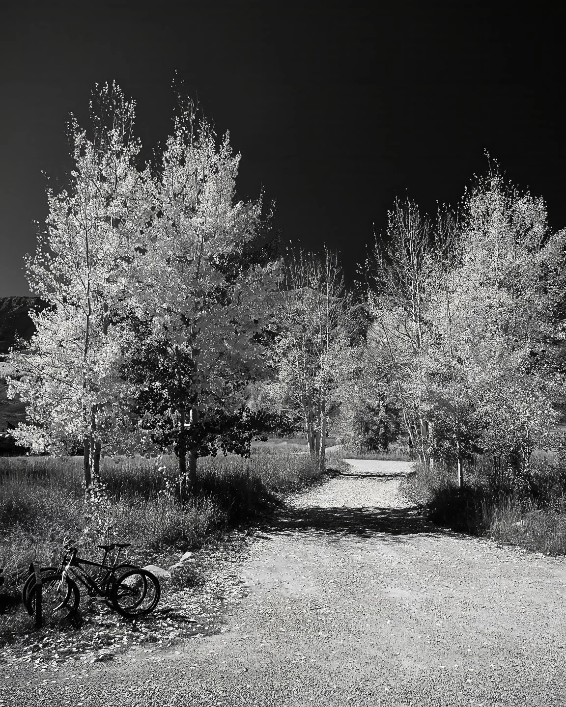 Aspen and bicycles near Crested Butte (2024)