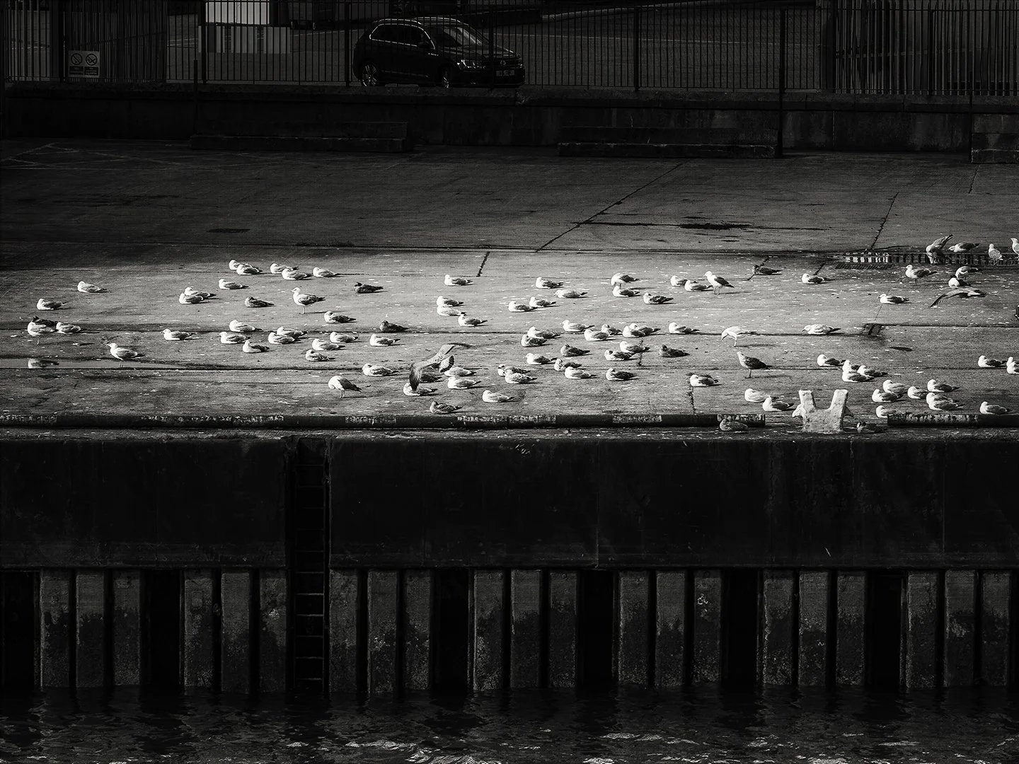 Gulls on a pier

