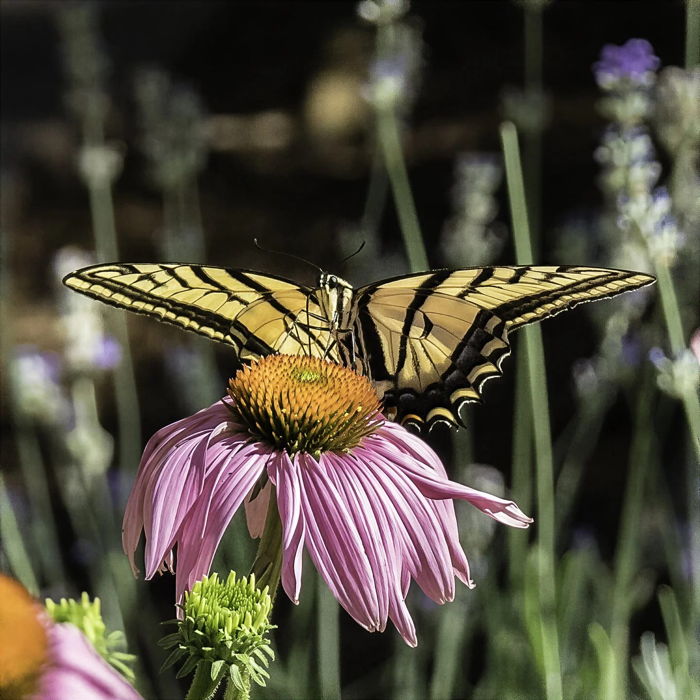 WTigerSwallowtail_7110017-topaz-wonder.jpg