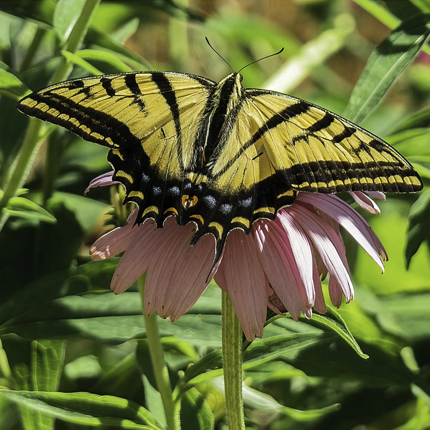 WTigerSwallowtail_7110006-topaz-wonder.jpg