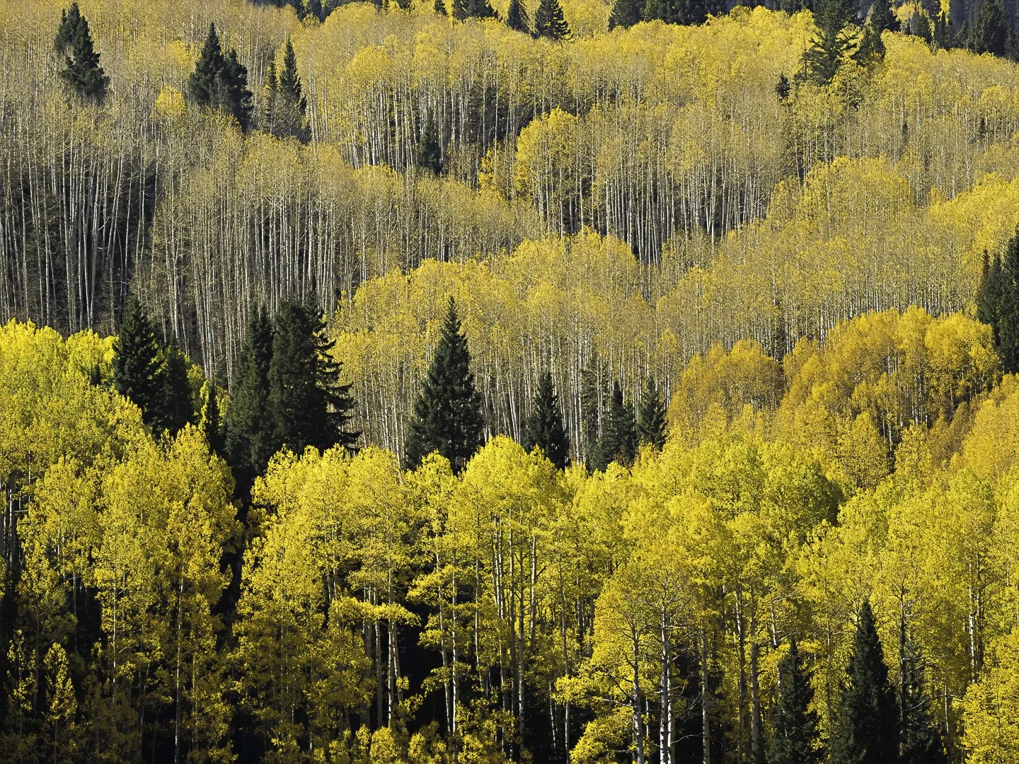 Aspen on East Beckwith Mountain (2020)