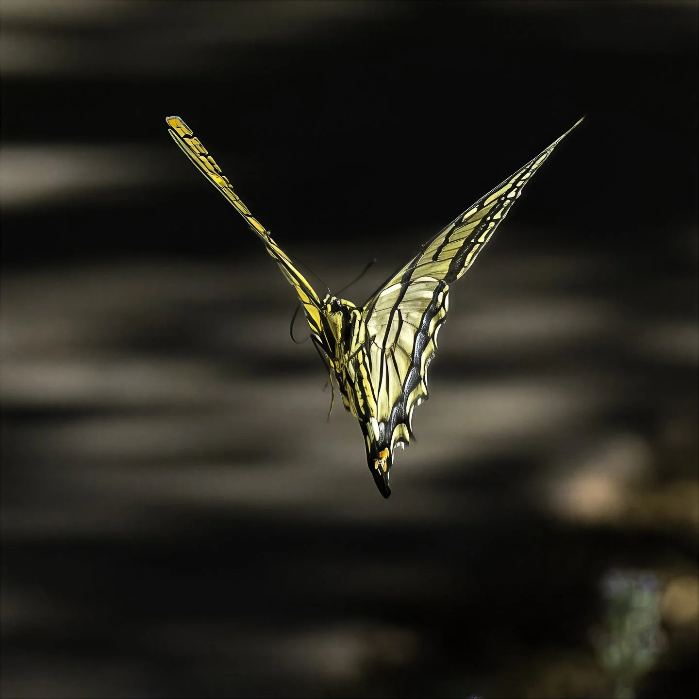 WTigerSwallowtail_7110018-topaz-focus-wonder.jpg