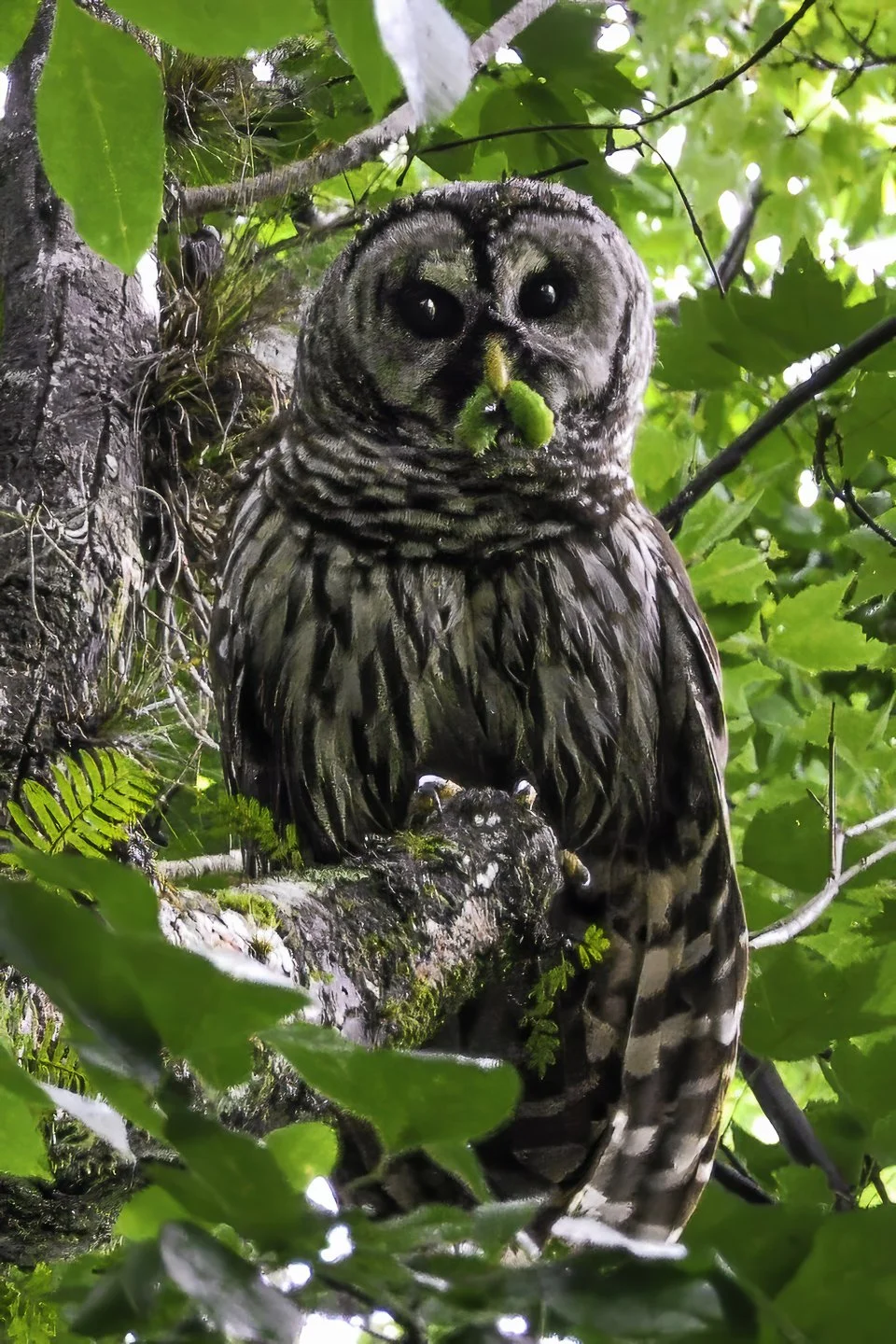 Barred Owl (2010)