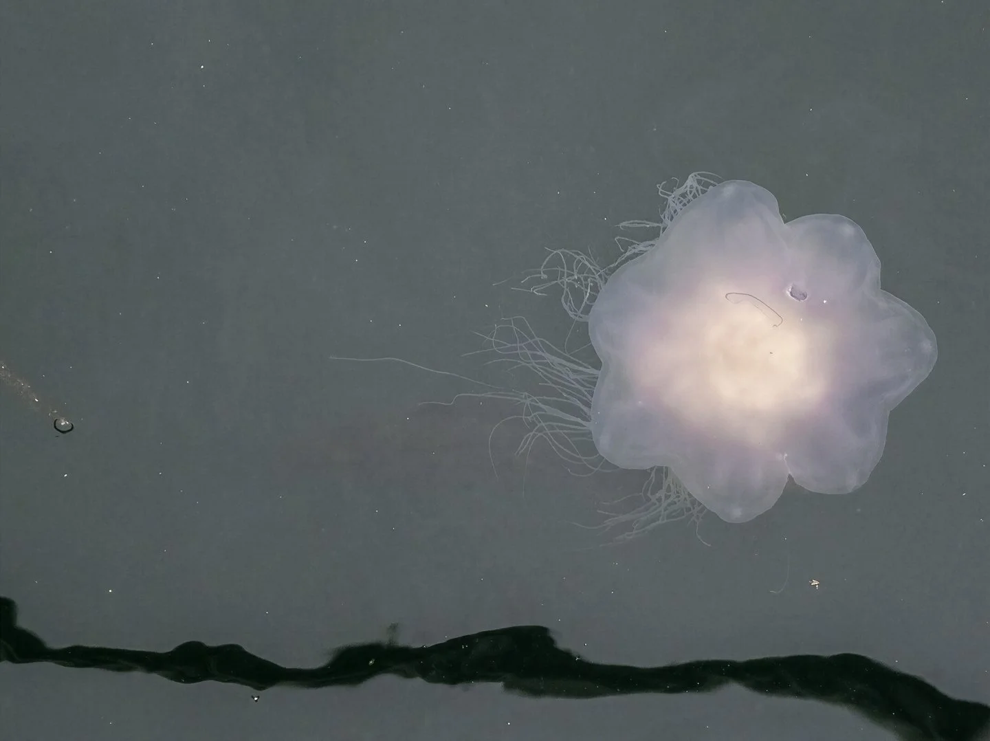 Jellyfish, Leknes harbor