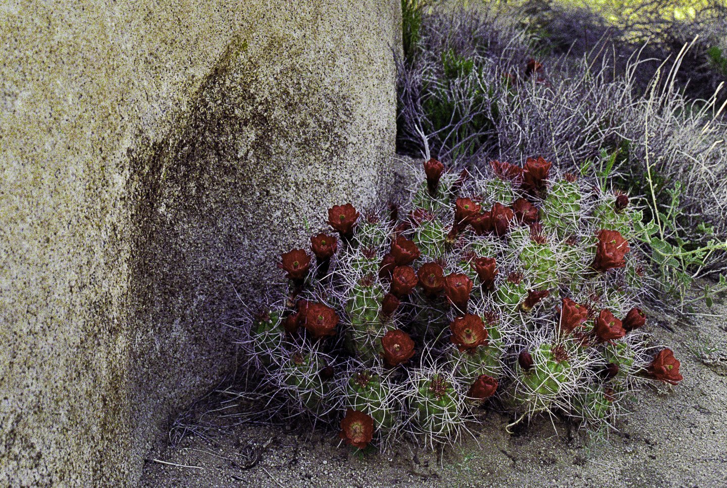 Joshua Tree National Monument (1990)