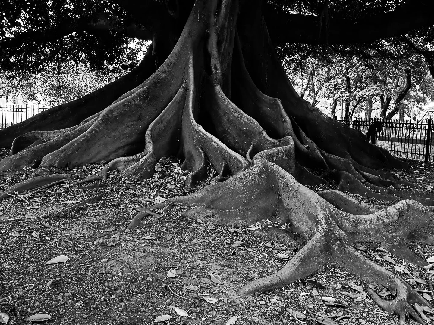 Ombu tree, Buenos Aires, Argentina