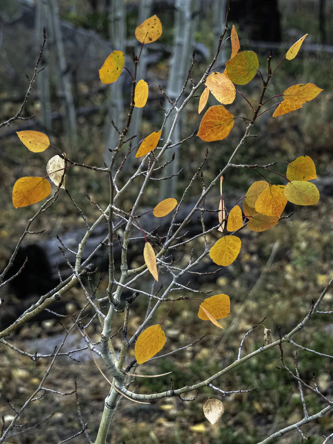 _A120064-Edit.jpg