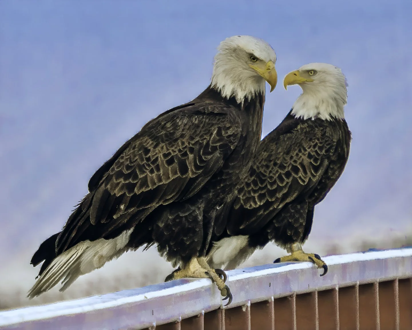 Wild Animal Sanctuary, Keenesburg (2024)