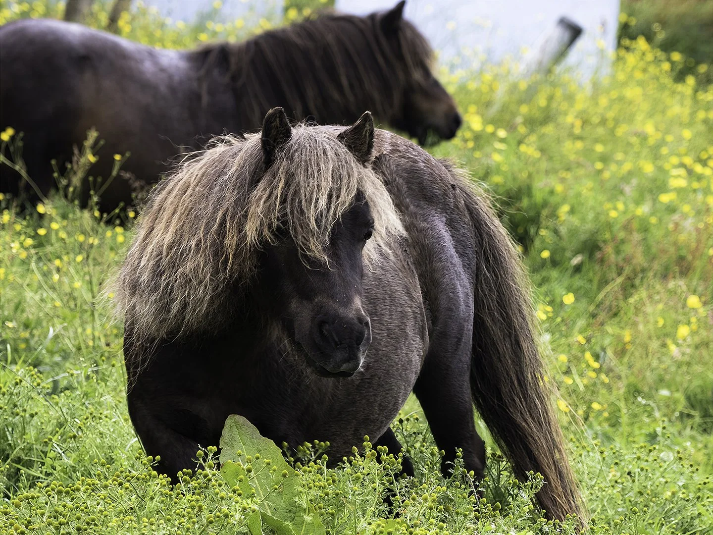 Shetland ponies
