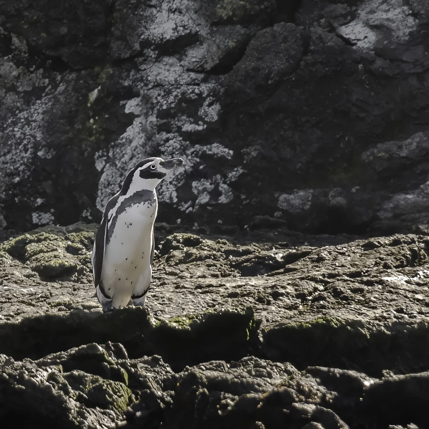 Humboldt Penguin, Punihuil Wildlife Reserve, Chile