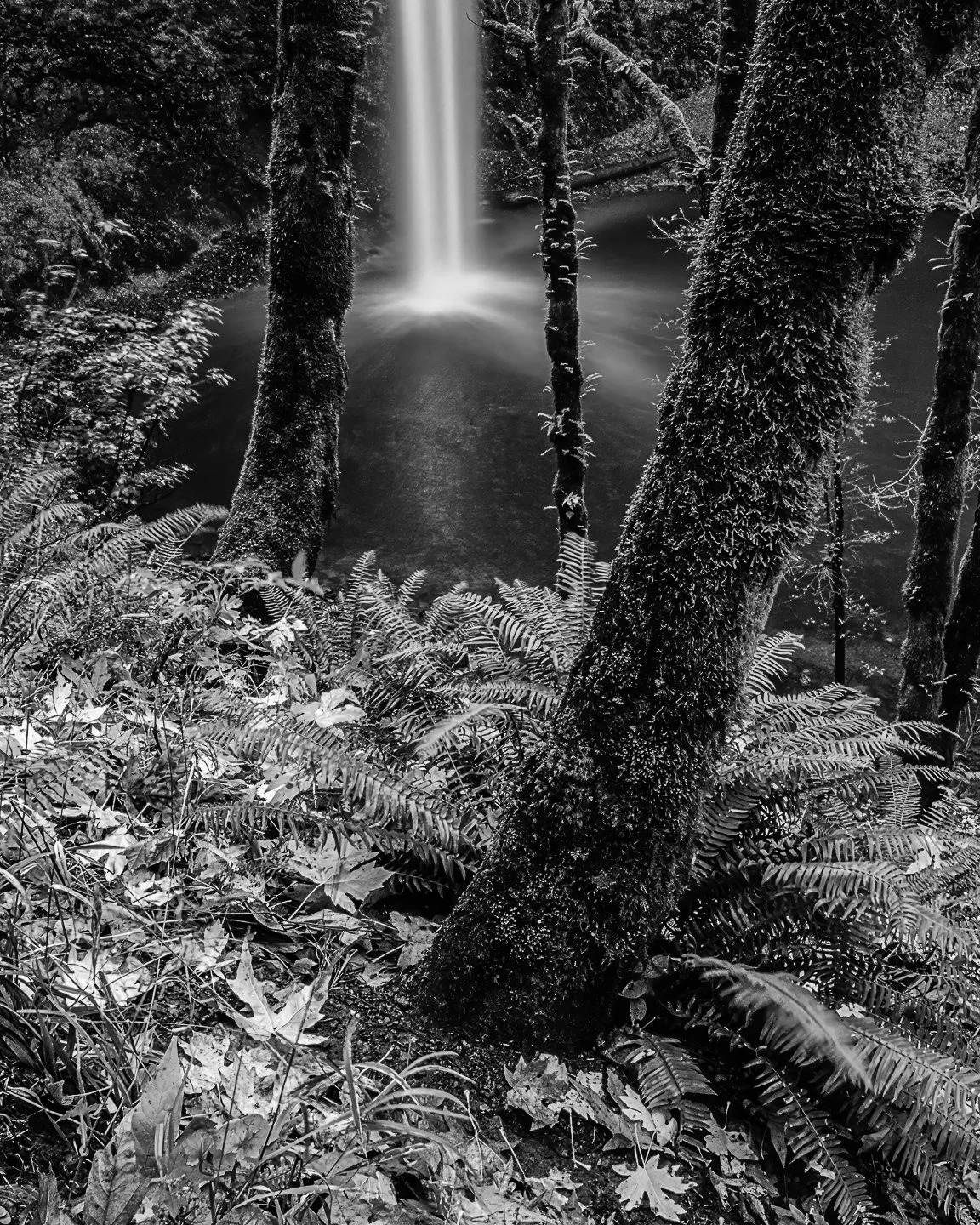South Falls, Silver Falls State Park (2000)