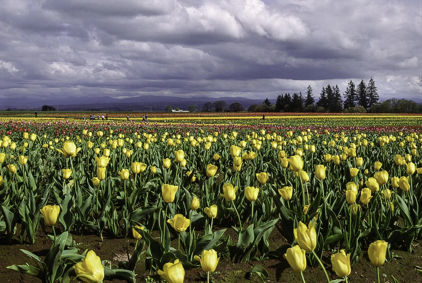 Wooden Shoe Tulip Farm, Oregon (1994)