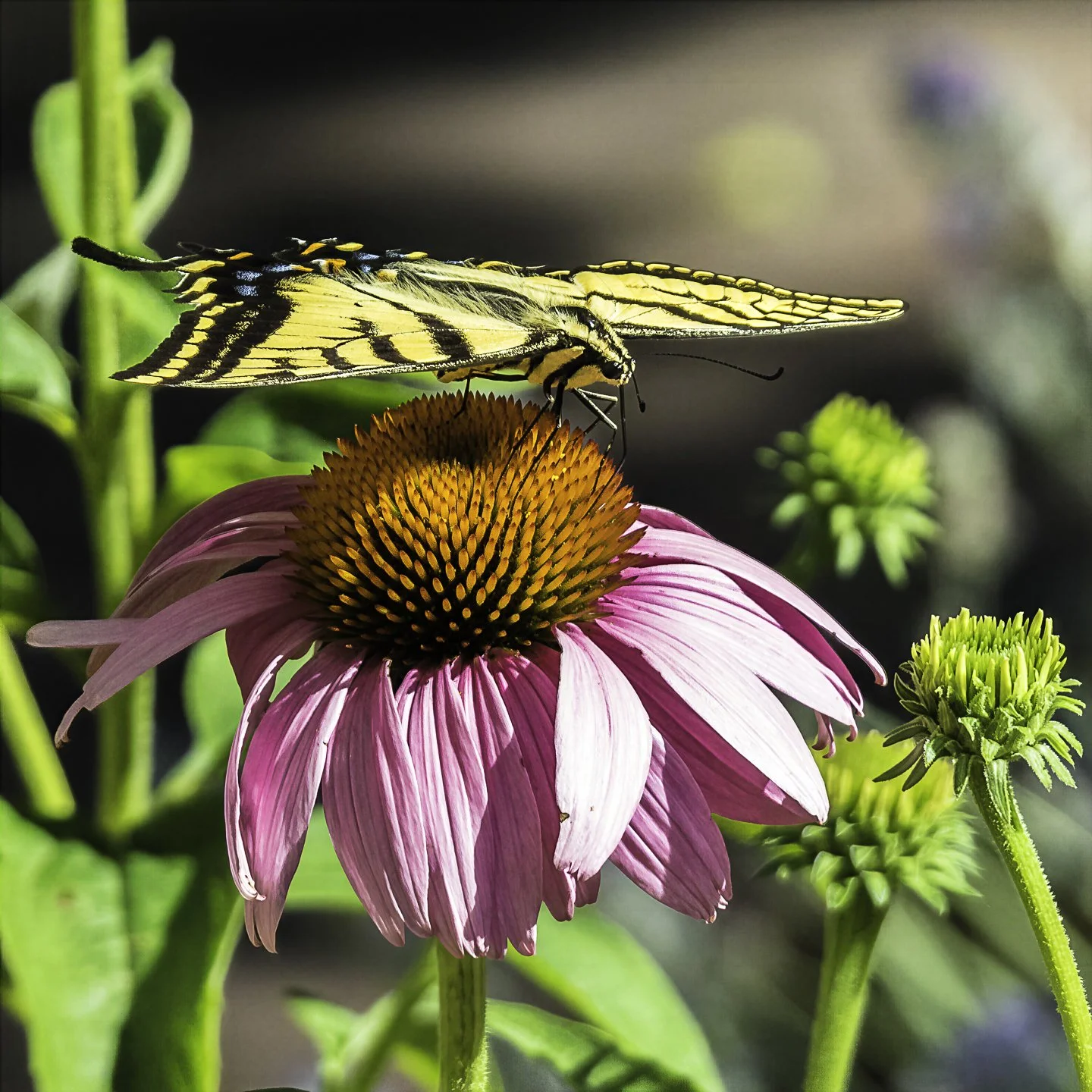 WTigerSwallowtail_7110028-topaz-wonder.jpg