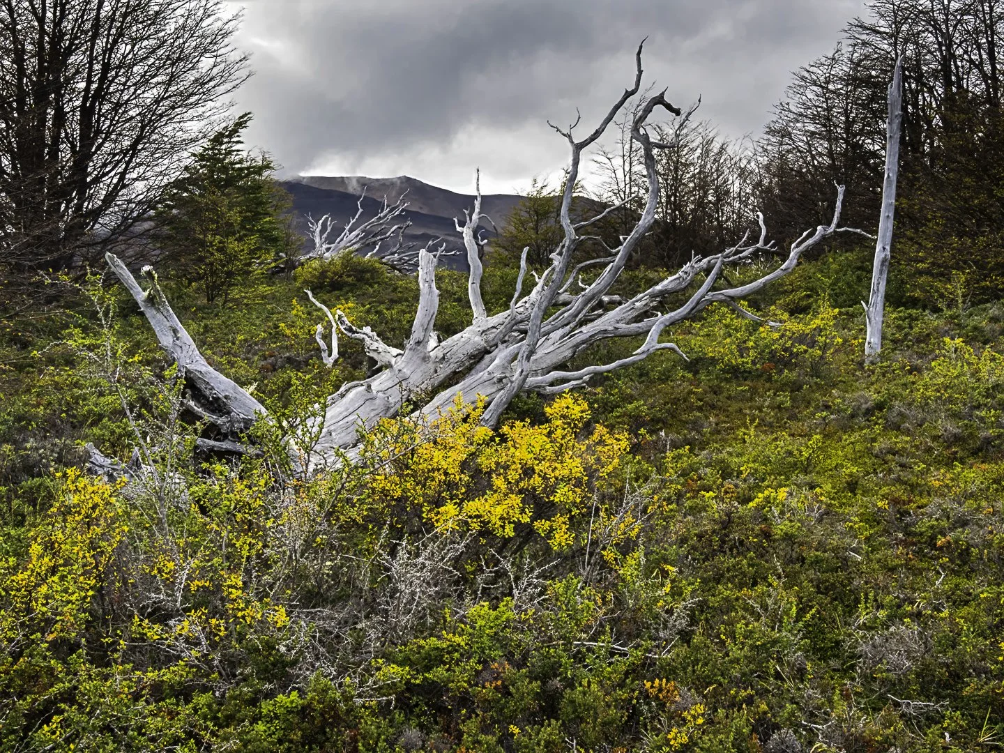 Southern Beech Forest, Los Glaciares National Park, Argentina