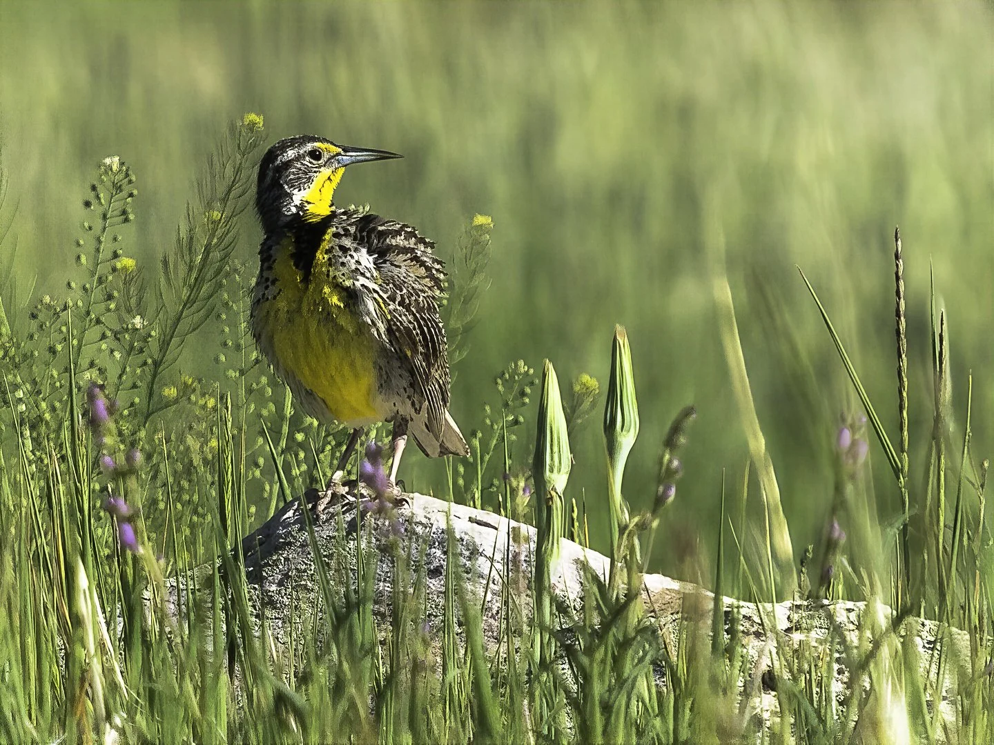 Meadowlark_6210183-topaz-wonder.jpg