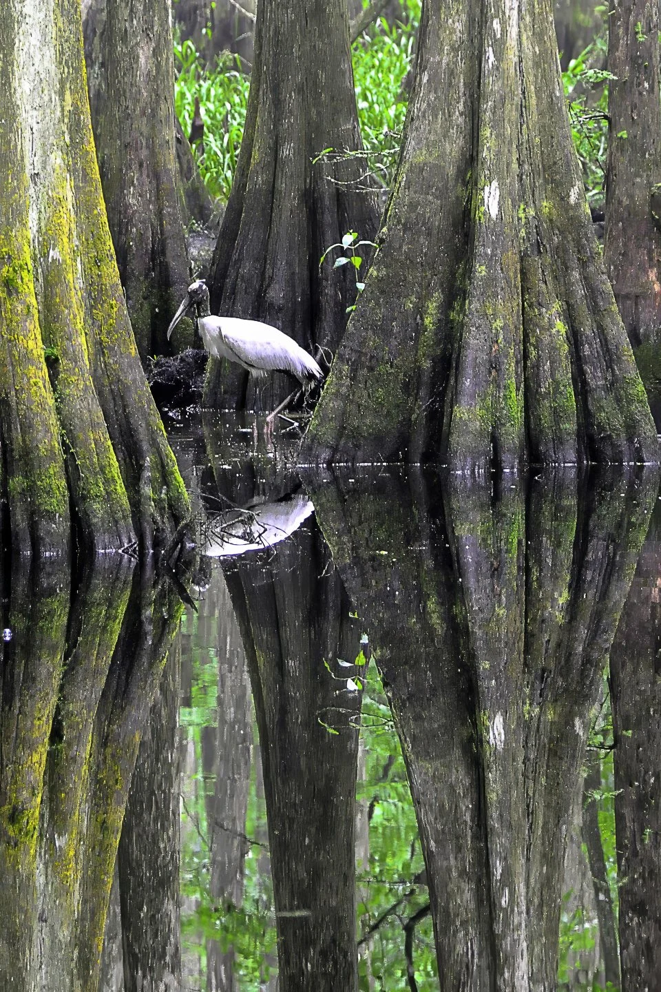 Wood Stork (2010)