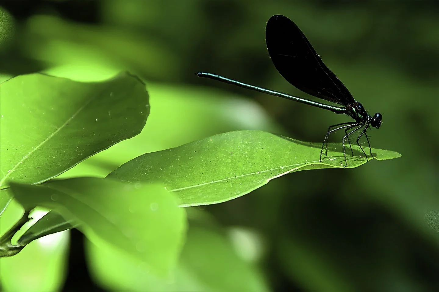 Damselfly (2004)
