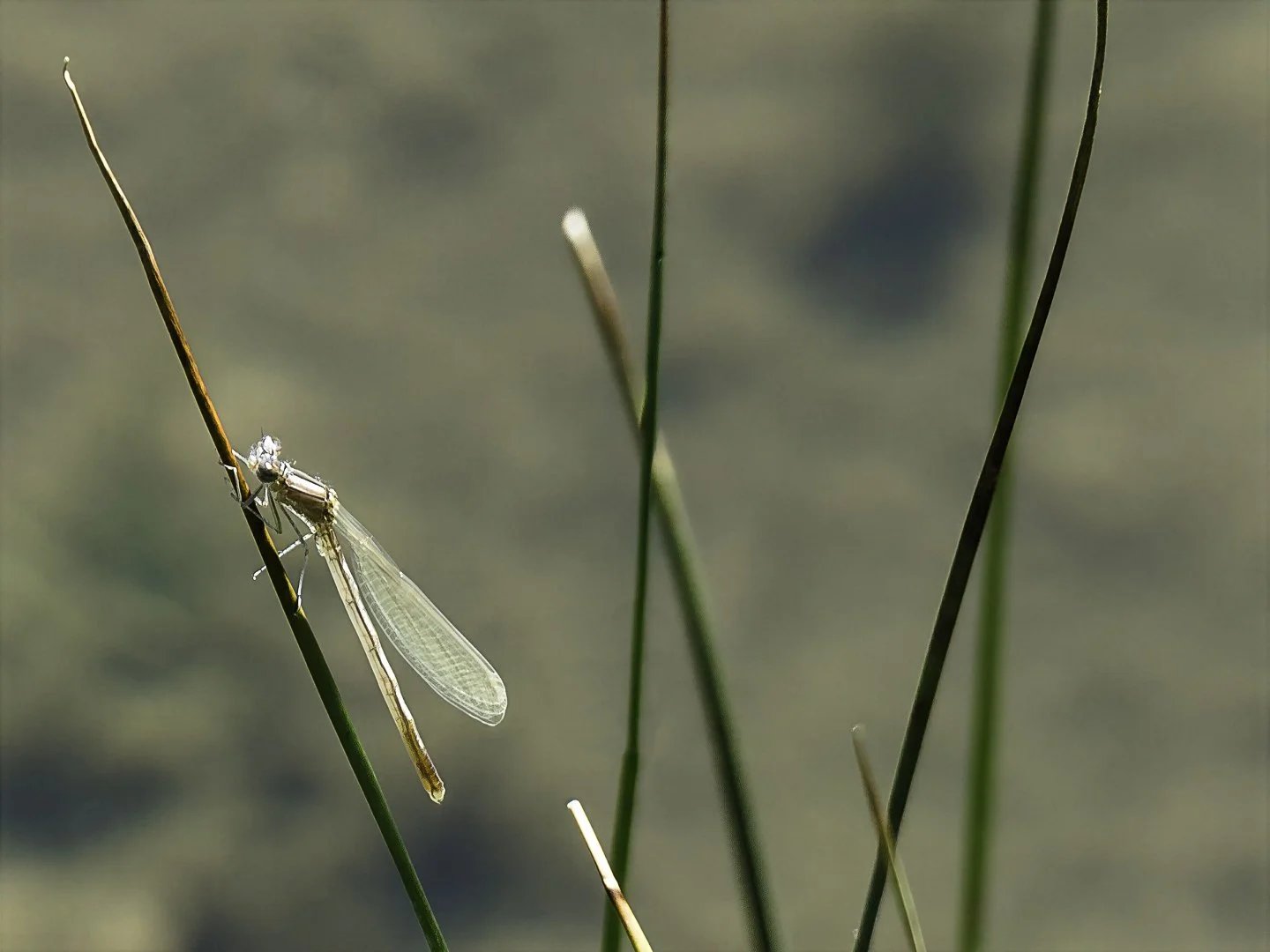 Damselfly__6190016-Edit-2-topaz-wonder.jpg
