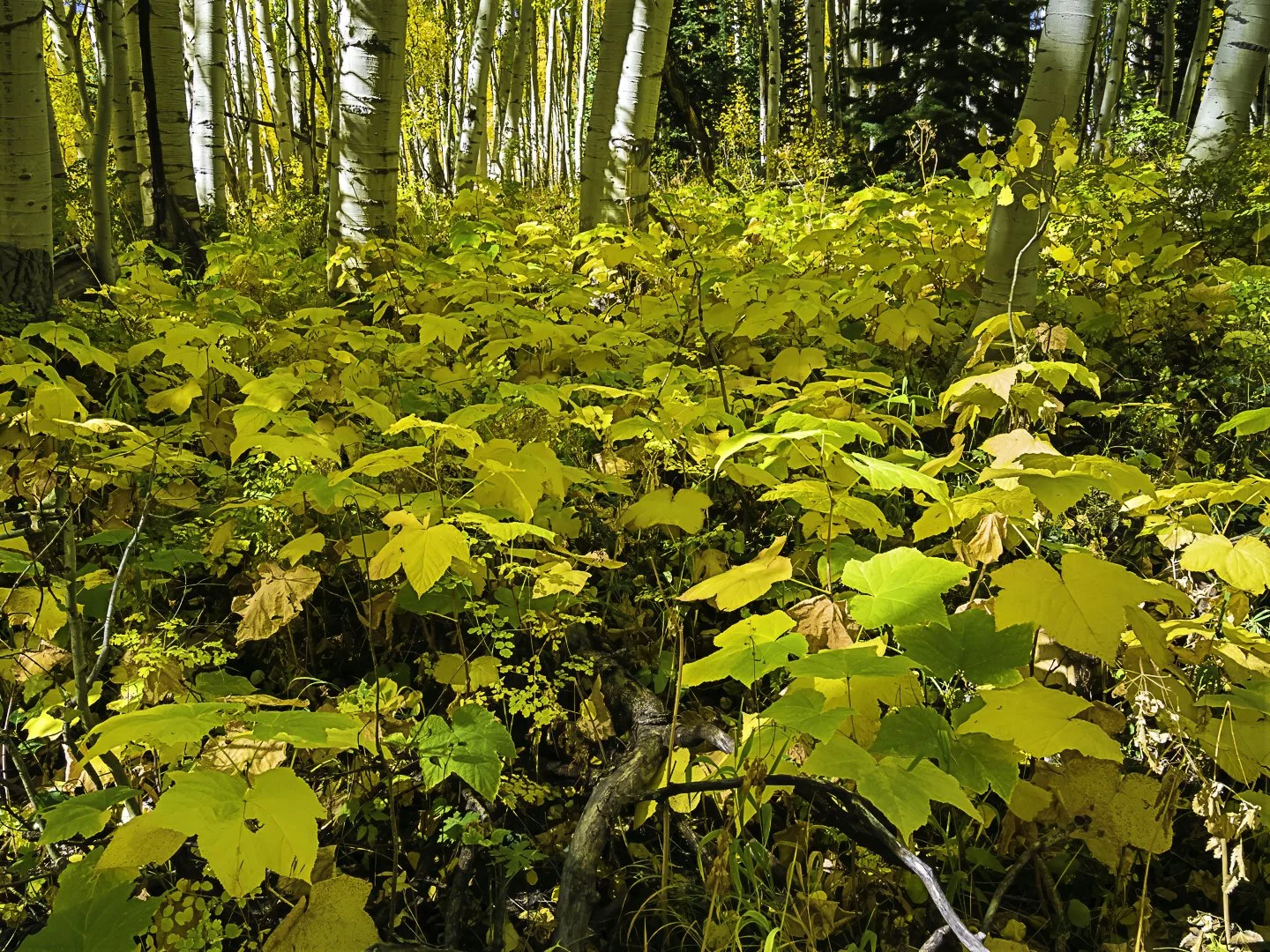 Thimbleberry along Dark Canyon Trail (2019)