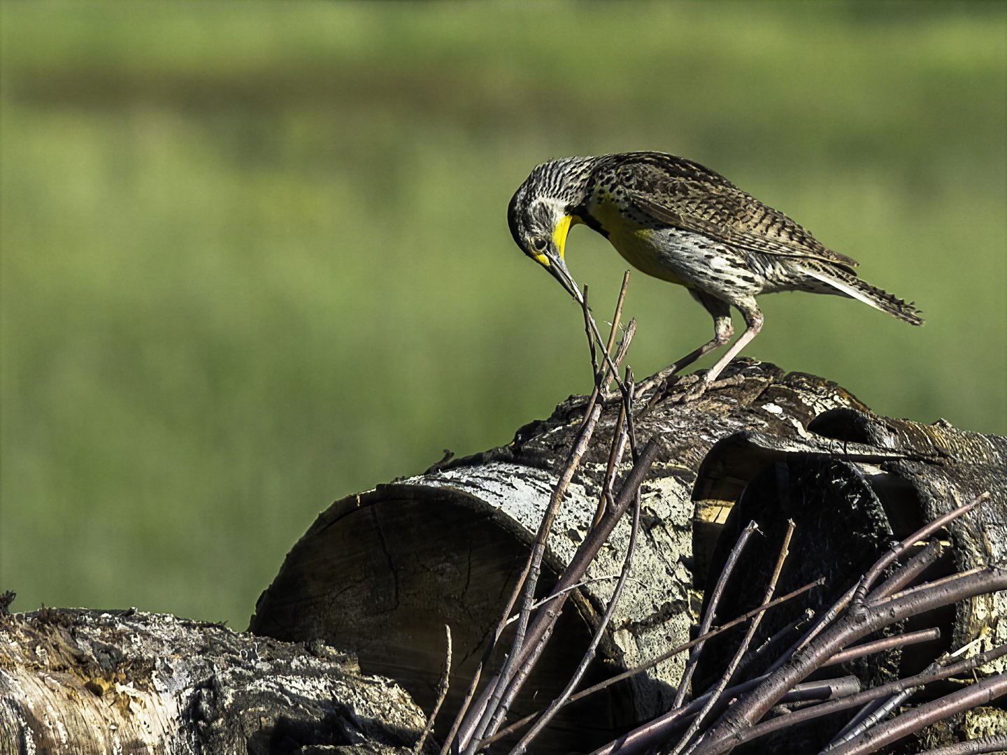Meadowlark_6210055-topaz-wonder.jpg