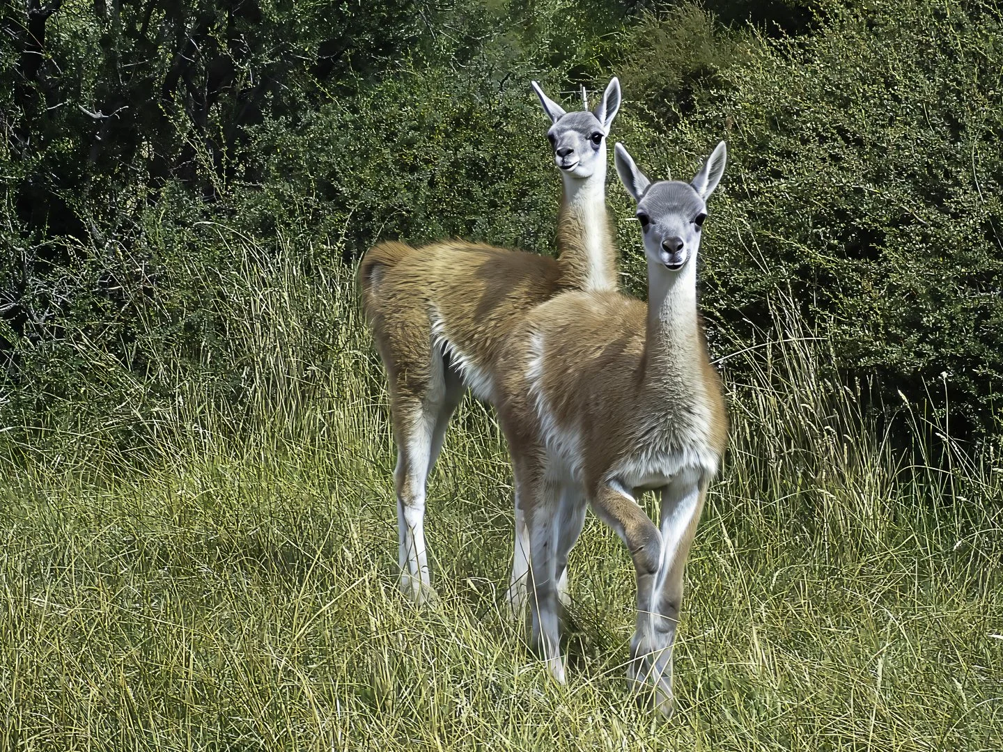 Young Guanacos, Rio Limay near Bariloche, Argentina