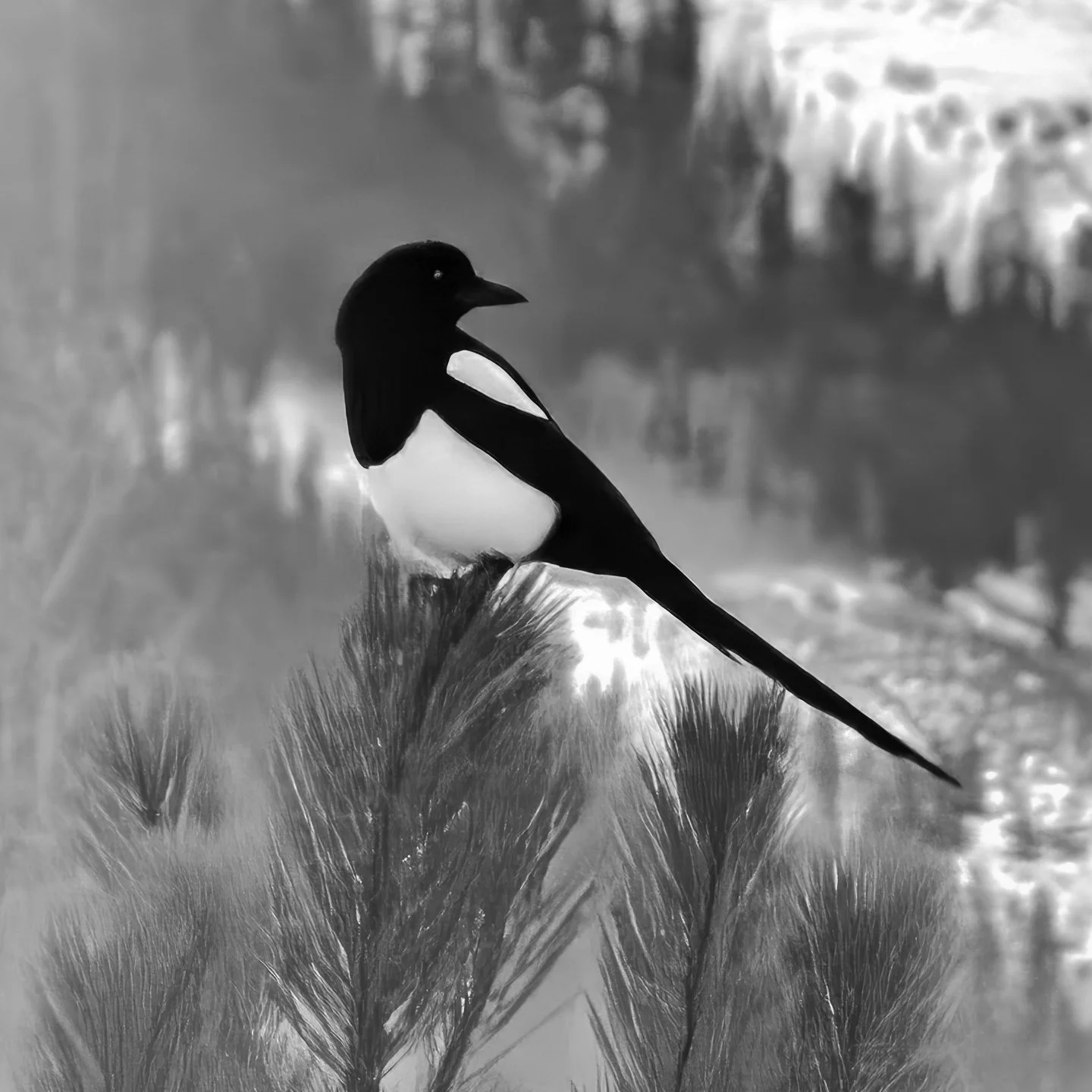 Black-billed Magpie, Crested Butte (2025)