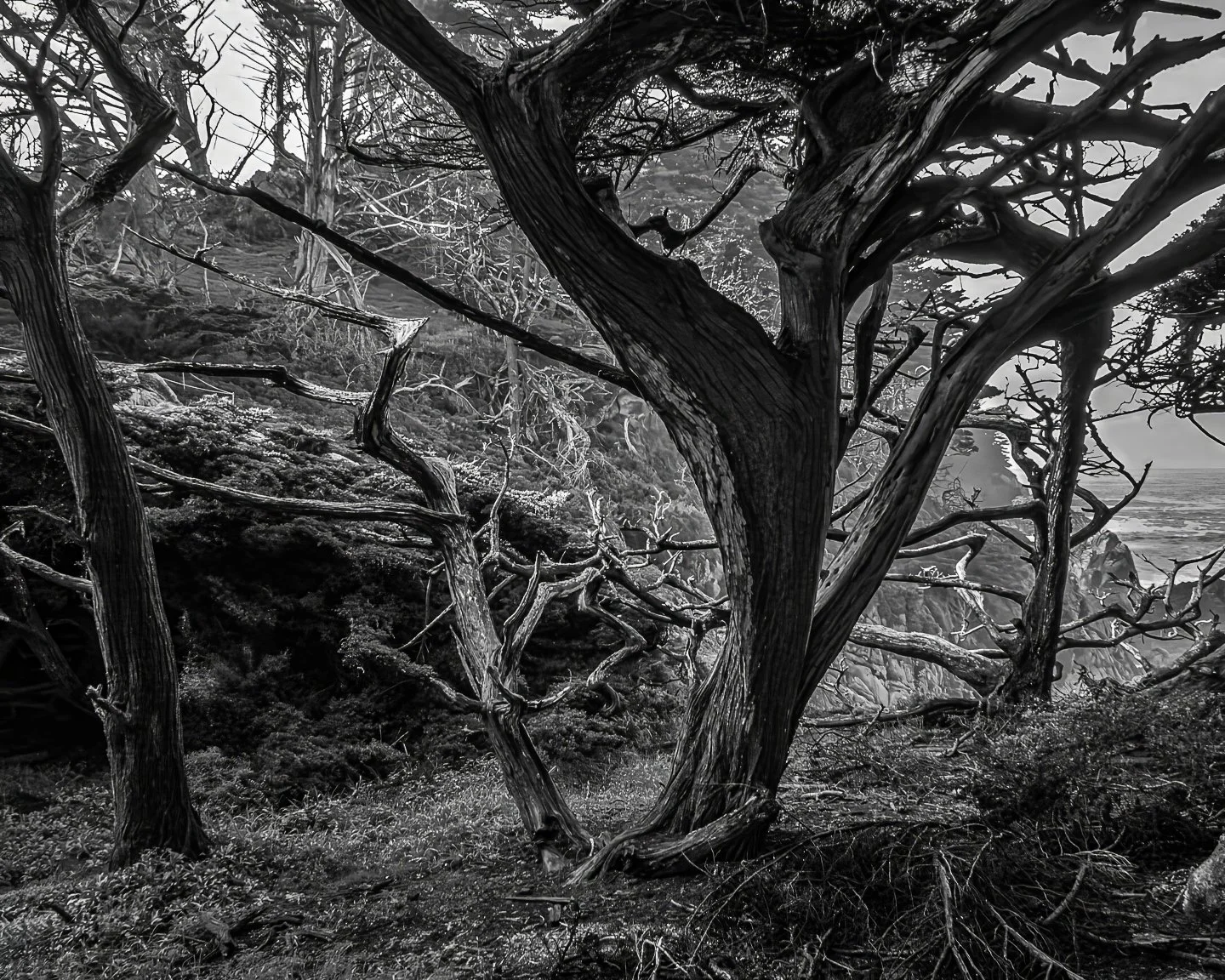 Point Lobos State Park (2017)