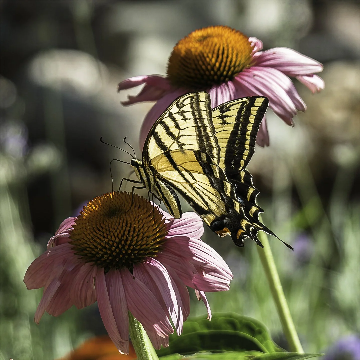 WTigerSwallowtail_7110008-topaz-wonder.jpg