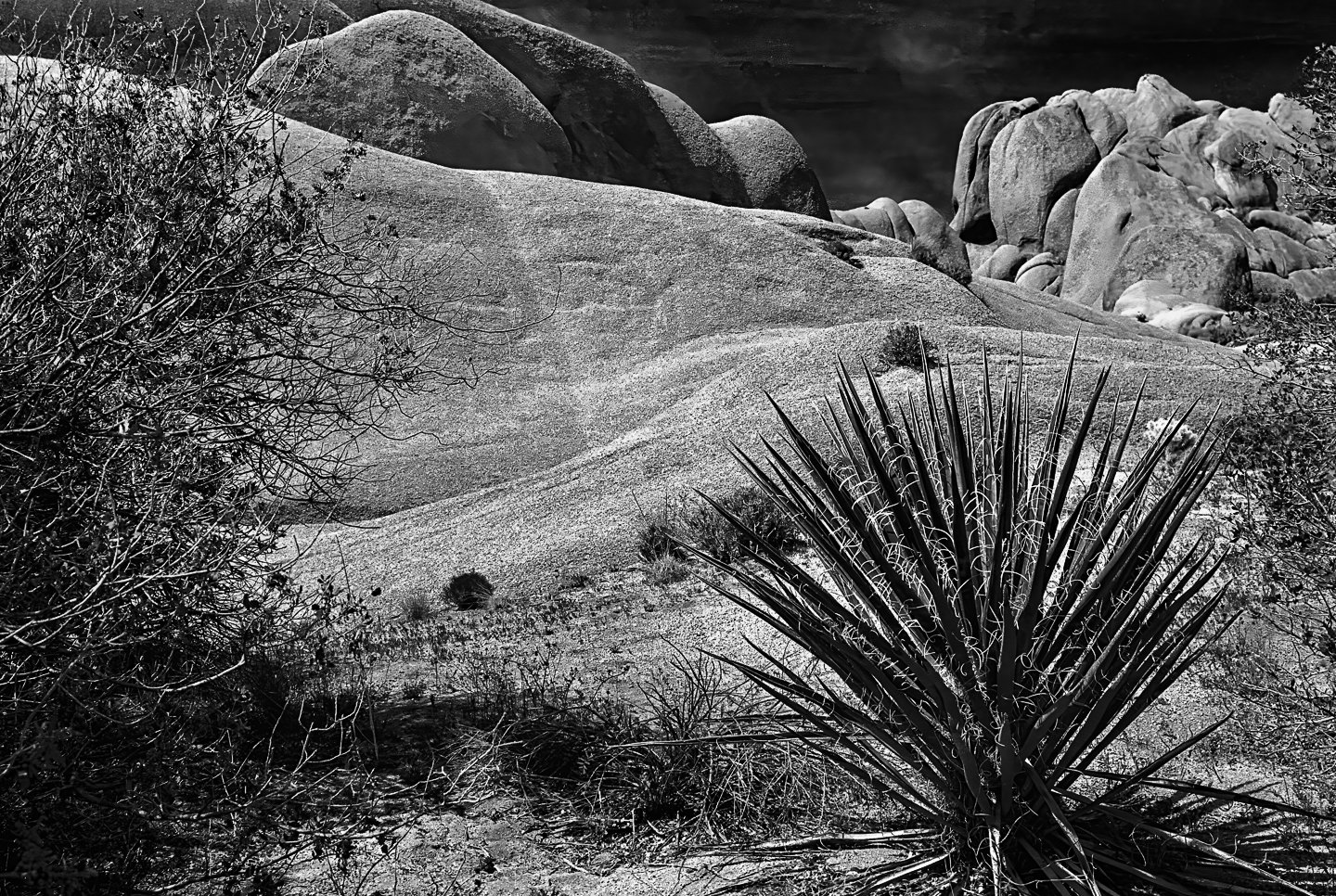 Joshua Tree National Monument (1990)