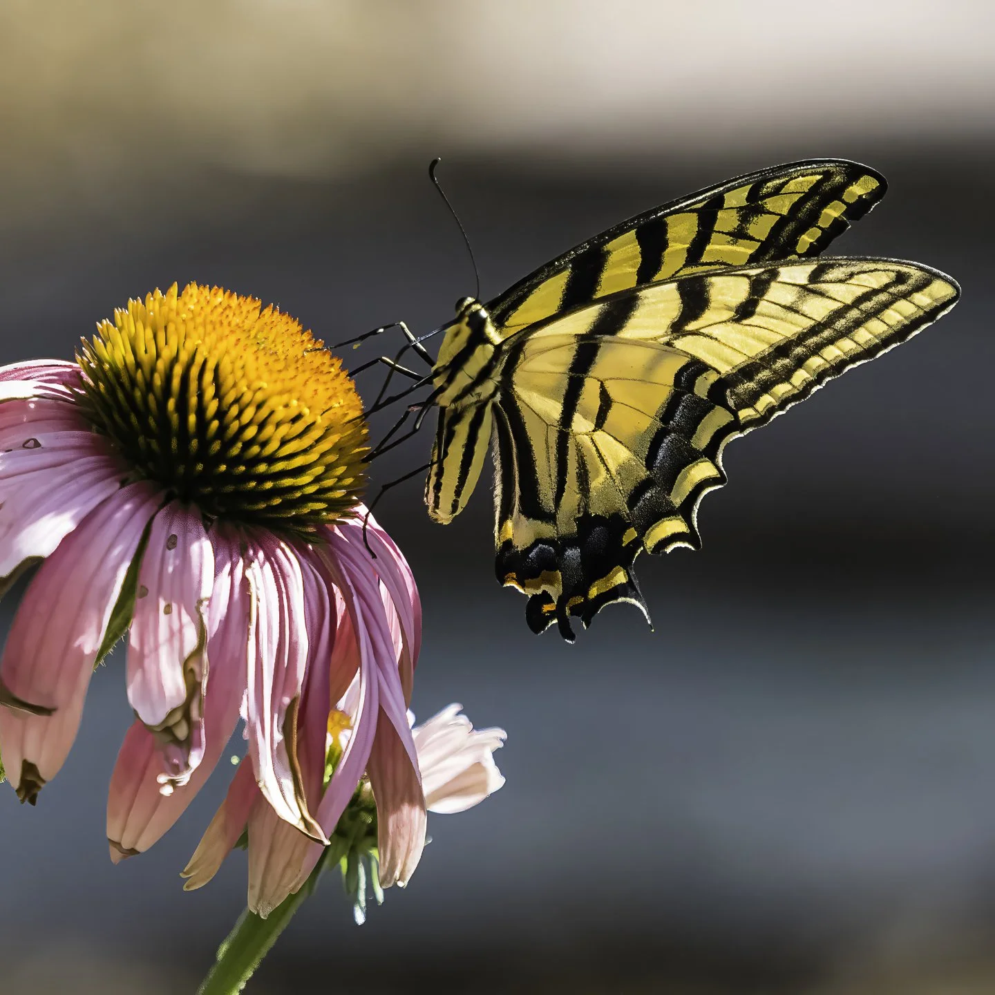 WTigerSwallowtail_7170004-topaz-denoise-sharpen-upscale-3x.jpg