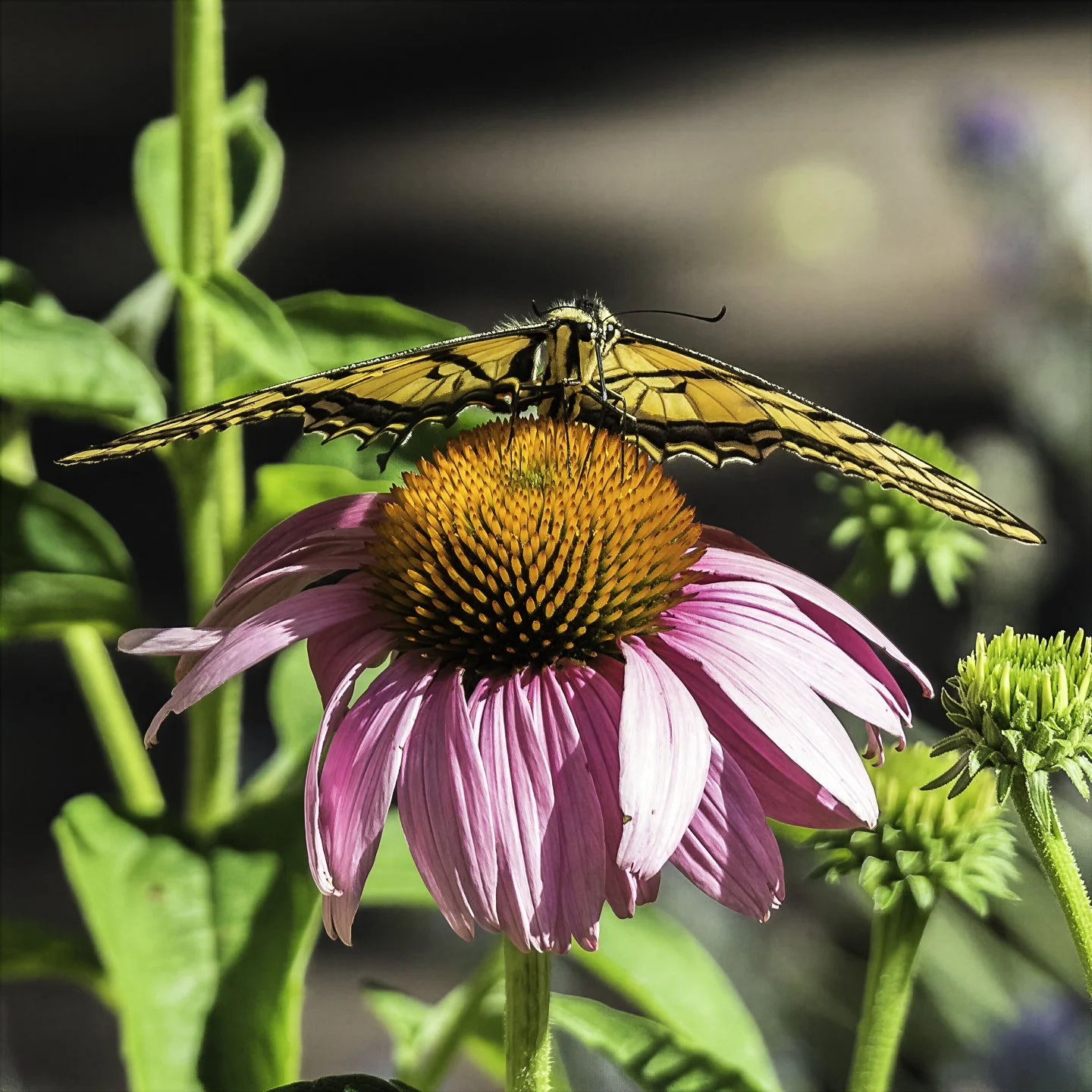 WTigerSwallowtail_7110027-topaz-wonder.jpg