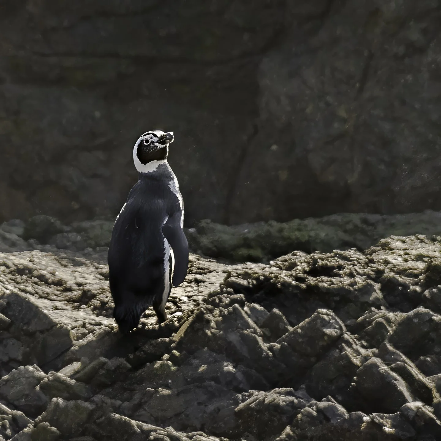 Magellanic Penguin, Punihuil Wildlife Reserve, Chile