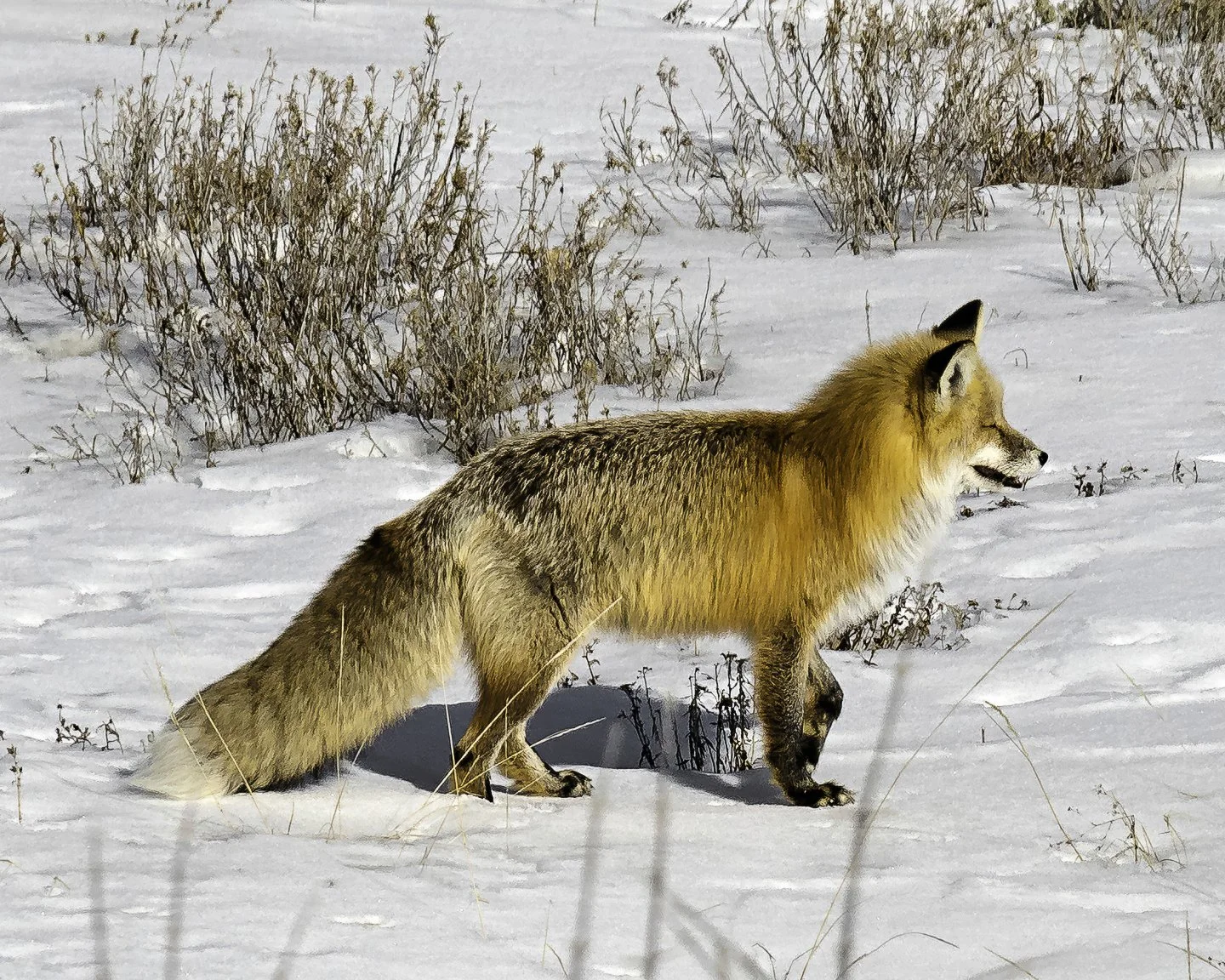 Red Fox, Crested Butte (2025)