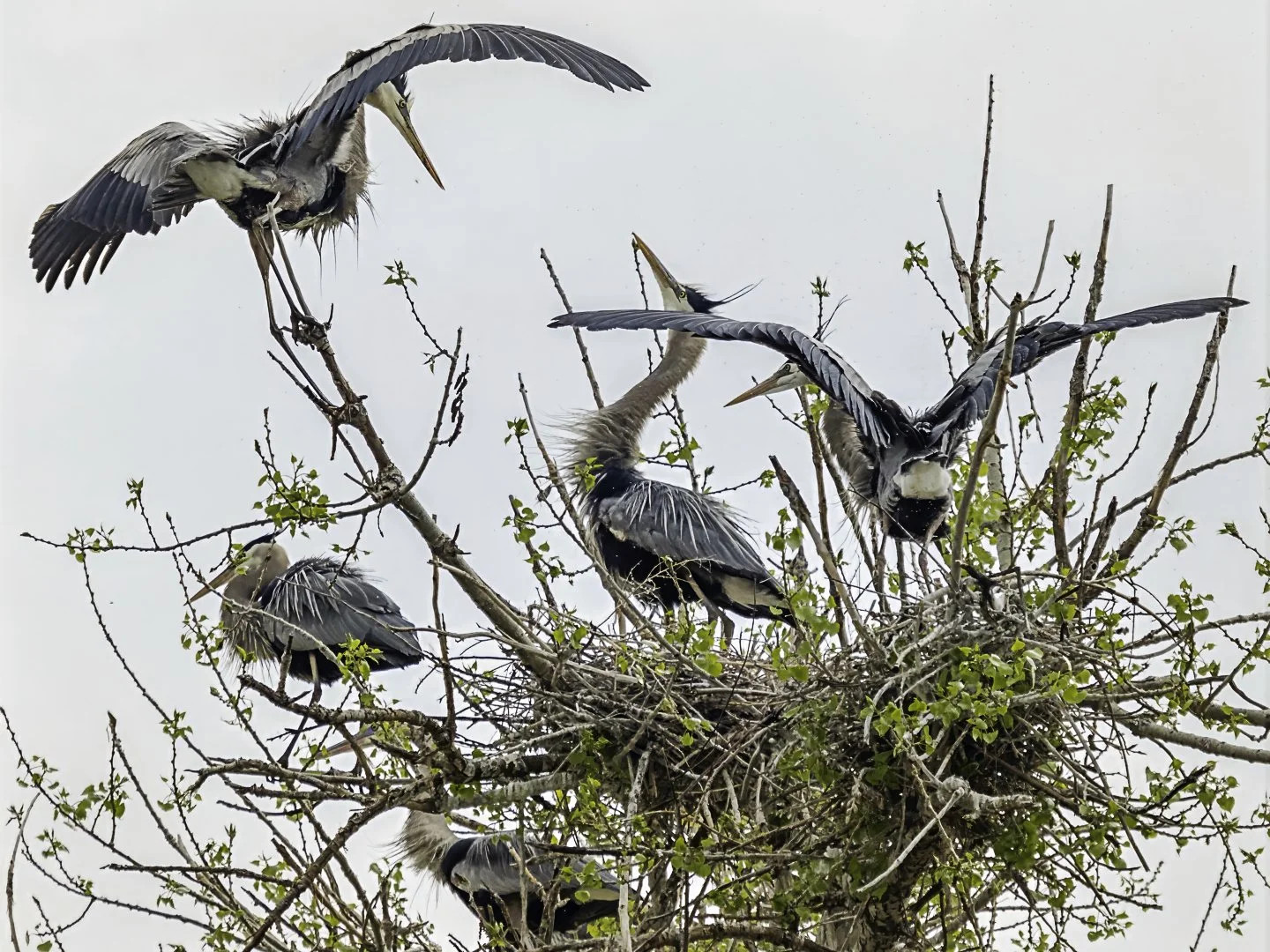 Great Blue Heron rookery, Fort Collins (2024)
