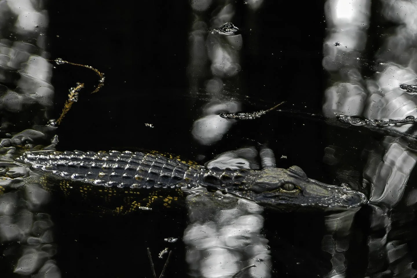 American Alligator (2006)