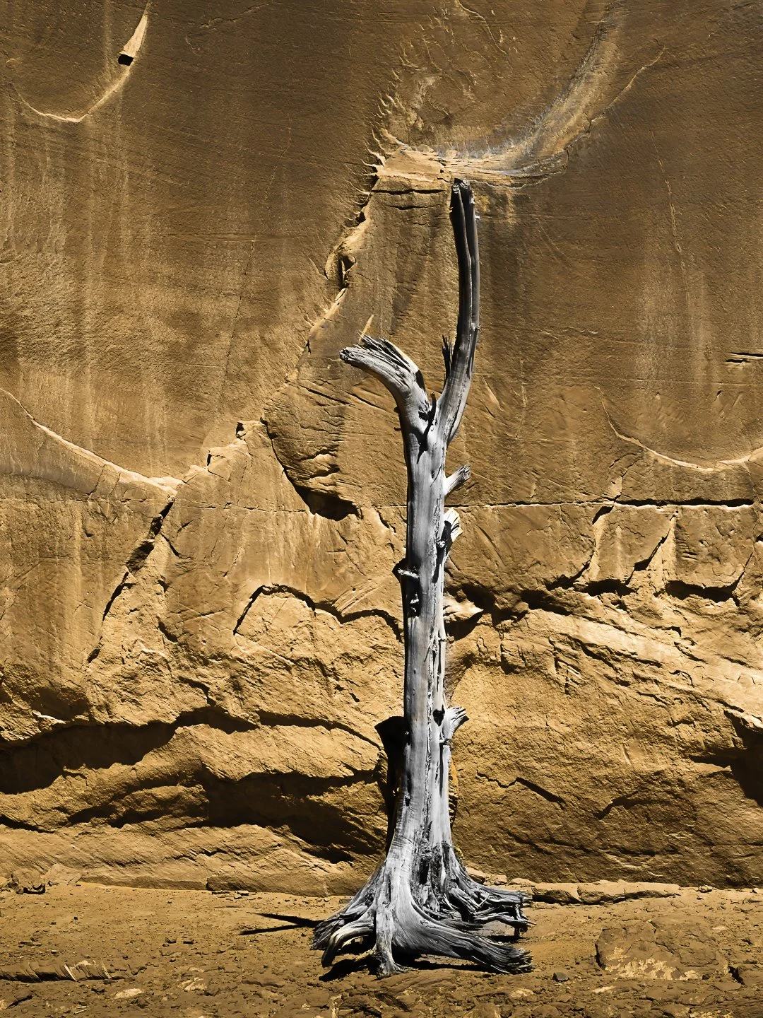 Dead Tree